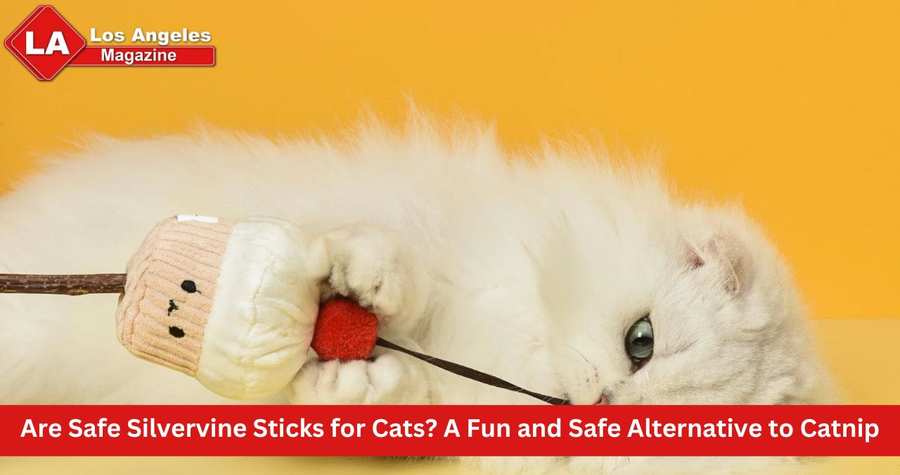 Are Safe Silvervine Sticks for Cats? A Fun and Safe Alternative to Catnip Are Safe Silvervine Sticks for Cats? A Fun and Safe Alternative to Catnip