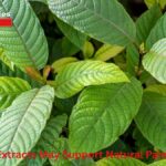 How Kratom Extracts May Support Natural Pain Management