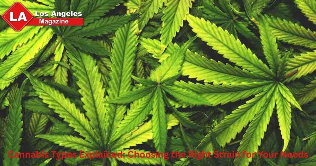 Cannabis Types Explained: Choosing the Right Strain for Your Needs