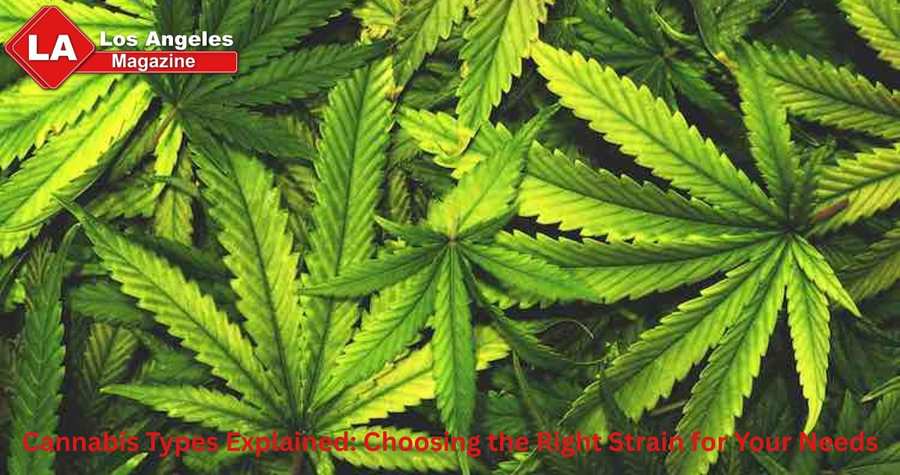 Cannabis Types Explained: Choosing the Right Strain for Your Needs Cannabis Types Explained: Choosing the Right Strain for Your Needs