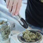 Considerations for Choosing the Right Cannabis Strain for Your Needs