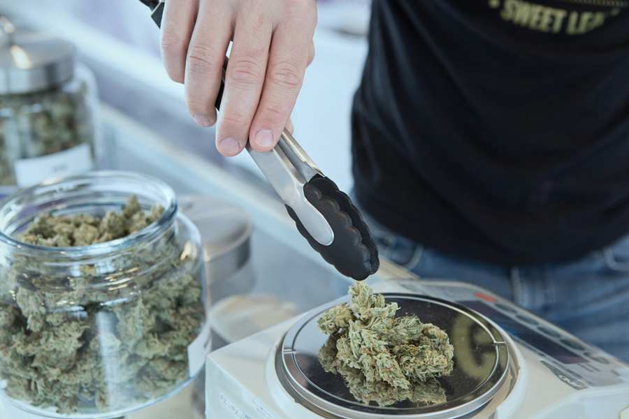 Considerations for Choosing the Right Cannabis Strain for Your Needs Considerations for Choosing the Right Cannabis Strain for Your Needs