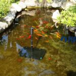 Sick Koi? Identifying Common Fish Diseases and How to Deal with Them