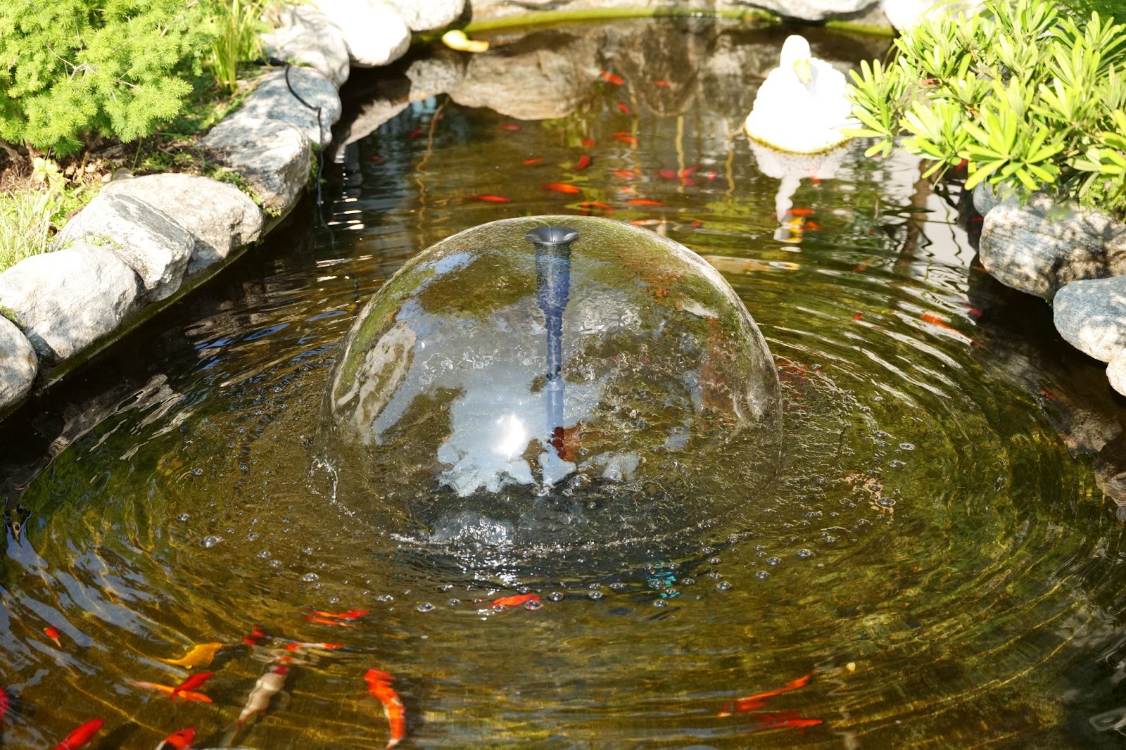 Tiny Pond, Big Impact: Small Space Pond Ideas for Urban Gardens In the hustle and bustle of city life, having a green space to call your own is a rare treasure. Urban gardens, no matter how modest, offer a breath of fresh air and a slice of nature amid concrete jungles. Among the most charming and transformative additions to these compact oases is a tiny pond. Despite their size, small ponds can have a huge impact enhancing aesthetics, supporting biodiversity, and promoting tranquility. Why Add a Pond to Your Urban Garden? A pond, even one no larger than a barrel, brings multiple benefits: Visual Appeal: Water introduces reflective surfaces and movement, making a garden feel larger and more dynamic. Wildlife Habitat: Frogs, birds, insects, and aquatic plants all thrive around water, creating a miniature ecosystem. Sound and Serenity: Trickling water reduces noise pollution and adds calming background sounds. Temperature Control: Water moderates surrounding temperatures, offering a cooler spot in the summer. Improved Air Quality: A well-maintained pond supports plants that contribute to cleaner, more humid air. In tight urban environments, incorporating a pond demonstrates how even the smallest patch of green can become a living, breathing sanctuary. Planning Your Small Pond: Space, Style, and Purpose 1. Assess Your Space Before diving in (pun intended), take stock of your available area. Consider: Light: Sunlight is vital for aquatic plants and fish. Access to Water and Electricity: For topping up and running small pumps or filters. Safety: Especially important for households with children or pets. A tiny pond doesn’t require much of a corner of a balcony, a narrow passage, or a tucked-away section of a raised bed might suffice. 2. Choose Your Pond Type Container Ponds Perfect for patios and balconies, these are water features built in barrels, tubs, or even recycled sinks. They’re lightweight, portable, and easy to set up. In-ground Mini Ponds If you have access to soil, digging a small pond, say, 2 feet across can still offer impressive results. Line it with pond liner, add stones for edges, and voilà! Vertical Water Features For truly space-challenged areas, consider wall-mounted water panels or cascading wall fountains that simulate the pond feel without occupying floor space. Design Ideas for Maximum Impact 1. Repurposed Planters and Bowls Got a ceramic planter collecting dust? Transform it into a charming pond. Waterproof it, add some aquatic plants like water lettuce or dwarf papyrus, and you're done. This approach is affordable, sustainable, and stylish. 2. Zen-Inspired Pond Corners Borrow from Japanese garden aesthetics by incorporating smooth stones, bamboo elements, and minimalistic plantings. A shallow stone basin filled with water can exude peace and harmony, even in a tiny courtyard. 3. Tiered Pond Systems If you’re feeling ambitious, stack containers in a tiered fashion to create a cascading water garden. Each level serves as a mini pond, with water gently flowing between them. This design uses vertical space efficiently and creates relaxing water sounds. 4. Pond with Seating Integration Incorporate your pond into built-in seating arrangements. For example, a bench with a recessed water feature underneath adds both functionality and visual interest. 5. Hidden Oasis Design Use tall grasses, trellises, and hanging plants to hide the pond partially. This creates a sense of discovery and adds mystery and depth to a small garden layout. Best Plants for Small Ponds A well-planted pond is the key to its success. Here are top choices that thrive in compact environments: Water Lettuce: Floaters that provide shade and reduce algae. Dwarf Water Lily: Offers beautiful blooms in small-scale ponds. Hornwort: A submerged plant that oxygenates the water. Pickerelweed: Attractive flowers and manageable size. Miniature Cattails: Add vertical interest without overwhelming the space. Remember to balance floaters, submerged plants, and marginal (edge) plants for both visual appeal and ecosystem health. Can You Add Fish to Tiny Ponds? Yes but with limitations. Small ponds have limited oxygen and water volume, so it’s essential to choose wisely. Good Fish Options: White Cloud Mountain Minnows: Hardy and small. Mosquitofish: Eat larvae, helping with pest control. Guppies: Colorful and low maintenance. Avoid koi or large goldfish, as they require deeper, more spacious environments. Also, use a pond filters and monitor water quality regularly to keep your aquatic pets healthy. Maintenance Tips for Tiny Ponds Though small in size, these ponds require regular care to remain clean, functional, and beautiful. Weekly: Remove fallen leaves and debris. Check water levels and top up with dechlorinated water. Monthly: Rinse filters if you’re using a pump. Trim overgrown plants. Test water pH and ammonia levels if fish are present. Seasonally: In cold climates, consider bringing container ponds indoors. Use a small heater or aerator in winter to prevent freezing. A tiny pond might demand frequent attention, but it pays dividends in tranquility and beauty. Creative Small Pond Ideas for Urban Settings 1. Balcony Pond in a Wine Barrel Wine barrels cut in half make excellent pond containers. Add a mini pump, some water hyacinths, and solar-powered lights for evening magic. 2. Recycled Bathtub Pond Turn an old clawfoot tub into a whimsical pond. Paint it, decorate with mosaic tiles, and surround it with potted plants to soften its outline. 3. Tabletop Pond for Compact Spaces Even a coffee table or sturdy plant stand can hold a mini water garden. Use shallow trays, line them with pebbles, and include miniature floating plants. 4. Rainwater-fed Micro Pond Attach a rain chain or gutter diverter to direct rainwater into a small pond container. Eco-friendly and cost-effective, this setup makes the most of natural resources. Adding Features for Drama and Function Waterfalls and Bubblers A gentle water flow not only oxygenates the pond but adds soothing sound. Solar pumps are great for powering small bubblers without electrical hookups. Lighting Use submersible LED lights or floating solar lanterns to make your pond glow at night. Strategic lighting transforms your garden into an evening retreat. Bridge or Stepping Stones In larger small spaces (such as rooftops), consider a tiny bridge or a few stepping stones across your pond. It enhances interactivity and aesthetics. Eco-Friendly Tips for Urban Gardeners Use rainwater or collected greywater to fill your pond. Avoid harsh chemicals opt for natural algae control like barley straw. Introduce native plants to support local pollinators. Install a pond filters or small solar-powered pump to keep the water clear without excessive manual cleaning. Creating a pond isn’t just about beauty, it's about sustainability and ecological enrichment, particularly in urban spaces where green life is often lacking. Common Mistakes to Avoid Overstocking fish: Too many fish can overwhelm the pond’s ecosystem. Poor placement: A pond under a tree might require frequent cleaning. Ignoring maintenance: Even the tiniest ponds need care to thrive. Using tap water without treatment: Chlorine and other chemicals harm fish and plants. Plan ahead, and your pond will flourish becoming a centerpiece of calm and natural beauty. Final thoughts : You don’t need acres of land or a sprawling backyard to enjoy the joys of a pond. A tiny pond can transform even the most modest urban garden into a lush, sensory-rich paradise. Whether nestled in a corner of a balcony or integrated into a small patio, these water features bring light, life, and serenity to tight spaces. Let your imagination flow freely. With a touch of creativity, some strategic plantings, and a bit of care, your miniature pond can leave a lasting impression. After all, nature’s magic doesn’t depend on scale, it's the thought, design, and heart behind it that matters.