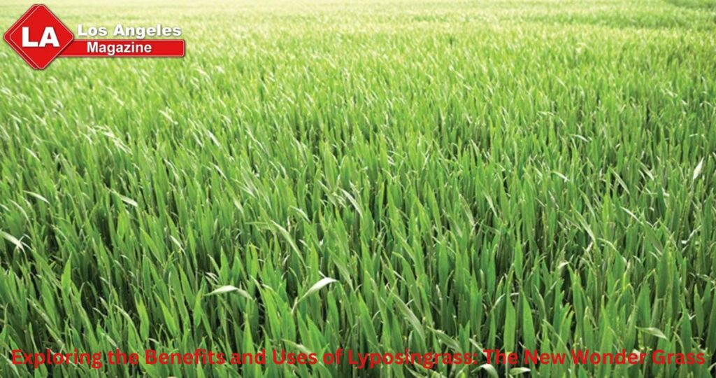 Exploring the Benefits and Uses of Lyposingrass: The New Wonder Grass
