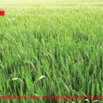 Exploring the Benefits and Uses of Lyposingrass: The New Wonder Grass