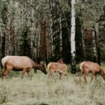 Top Equine Supplies for Health and Performance