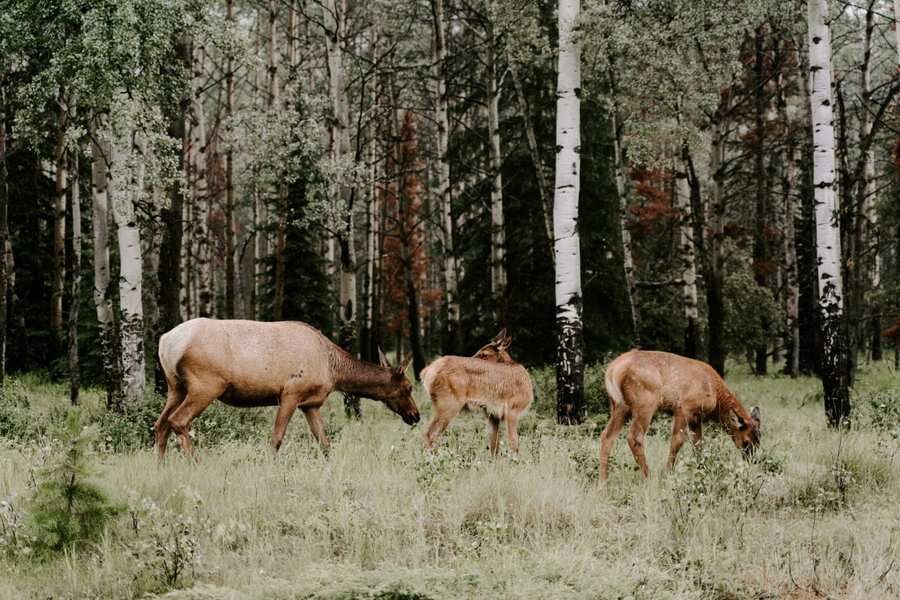 Top Equine Supplies for Health and Performance Top Equine Supplies for Health and Performance