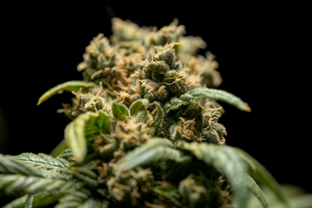 Understanding the Different Cannabis Product Options Available