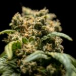 Understanding the Different Cannabis Product Options Available