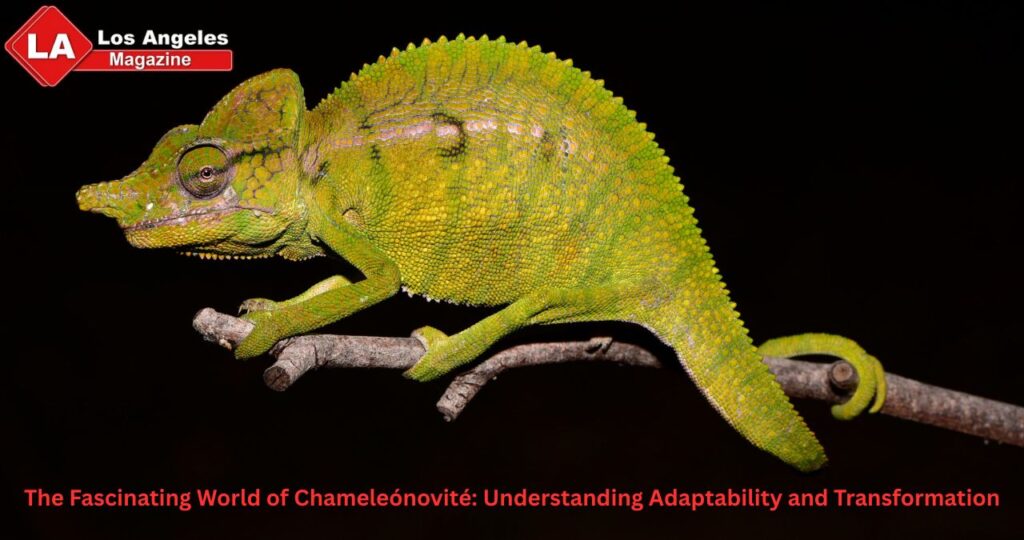 The Fascinating World of Chameleónovité: Understanding Adaptability and Transformation The Fascinating World of Chameleónovité: Understanding Adaptability and Transformation