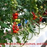 Crocolini: A Rising Trend in Flavor, Culture, and Creative Branding